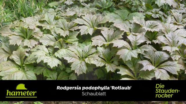 Rodgersia podophylla 'Rotlaub' - Schaublatt смотреть онлайн