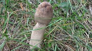 Грибы Зонтики. Как приготовить просто.