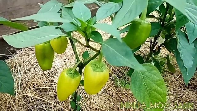Болгарский перец уже в начале июля можно собирать?. Моя агротехника.