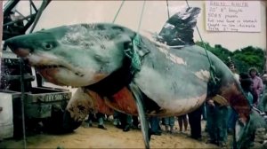 11 АНОМАЛЬНО БОЛЬШИХ ЖИВОТНЫХ