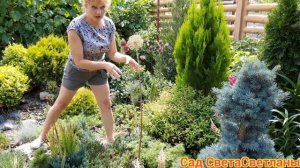 Аллиумы.Декоративные луки.Самые красивые.Красивый сад своими руками.Красивые цветники.Дача.