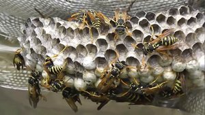 БИОСФЕРА: 186. Полист Домашний (Polistes dominula)