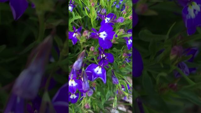 Лобелия (Lobelia)🌼