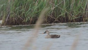ЧЕРНАЯ КРЯКВА.ДИКИЕ УТКИ.