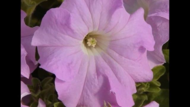 Эффектные петунии от известных мировых брендов! смотреть онлайн