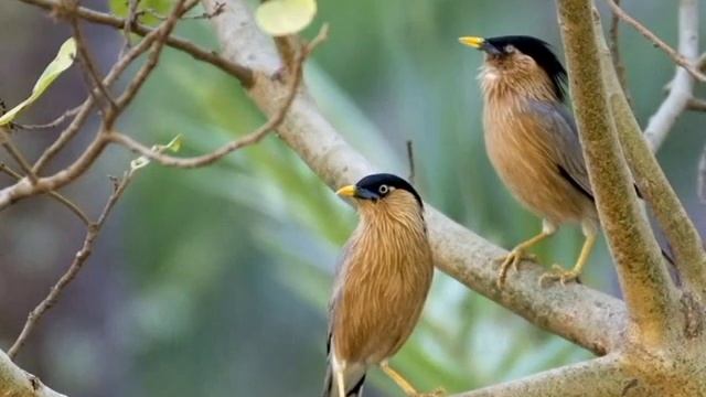 Скворцы. Послушать пение и смотреть фото скворцов смотреть онлайн