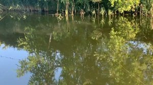 Воблер Kosadaka Mascot. Насколько он эффективен?