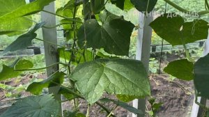 ВЯНУТ И ЖЕЛТЕЮТ ЛИСТЬЯ НА ОГУРЦАХ? Срочно дайте это эффективное средство, Огурцы попрут как бешеные