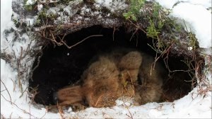 Зимняя спячка подходит к концу, медведи просыпаются.