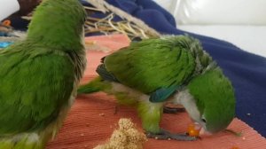 ВЗРОСЛЕНИЕ ПТЕНЦОВ ПОПУГАЕВ МОНАХОВ КВАКЕРОВ. ПРИРУЧЕНИЕ К РУКАМ.