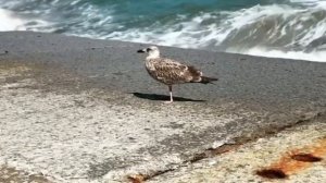 Найти на дороге перо птицы. Значение приметы.