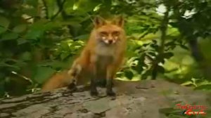 What does the fox say? - (что говорит лиса?) funny