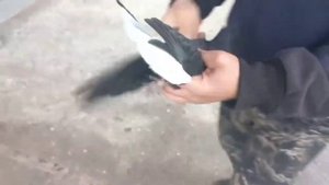 Николаевские голуби Воронежская область