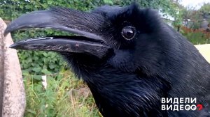 "Я не курица, я Вася-ворон". Видели видео? Фрагмент выпуска от 23.07.2018