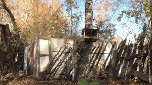 Кошка Буся прыгает за белками