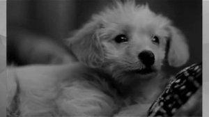 Песня про Муму...