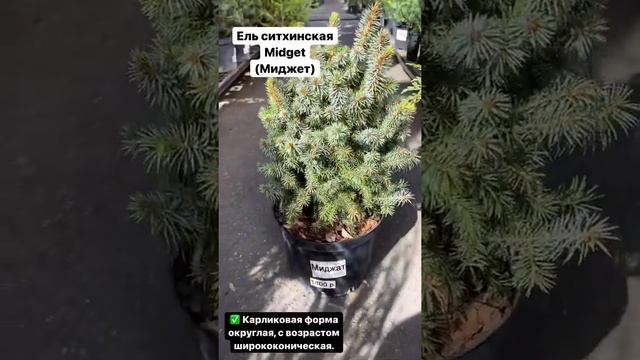 Ель ситхинская Миджет (Midget) смотреть онлайн