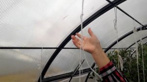 ПОДКОРМИТЕ ОГУРЦЫ ЭТИМ, И ОНИ ЗАВАЛЯТ УРОЖАЕМ С НОГ ДО ГОЛОВЫ