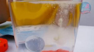 Растим морских обезьянок дома