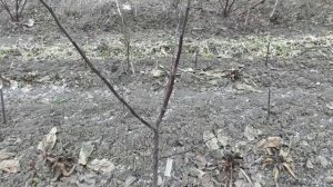 Яблони на подвое М9 и ММ 106 - деревья с поливом и без полива. На конкретных примерах