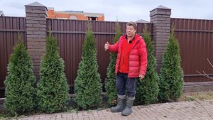 чтобы туи перезимовали без проблем и болезней ежегодно в ноябре я делаю или туёвый забор 22