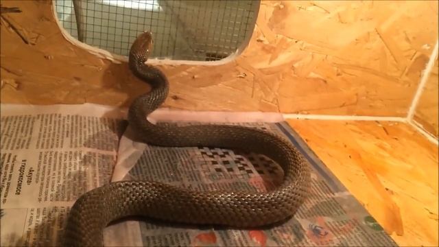 Коричневая змея. Вот так вот кинули, кривую продали смотреть онлайн