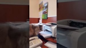 Кошка-бухгалтер