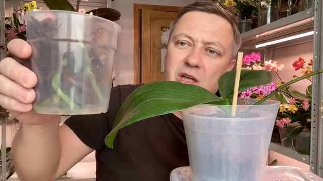орхидея пустила корни ОРХИДЕИ ФАНТОМЫ через 39 дней обработка ОБЕРОН и ПРЕВИКУР для орхидей