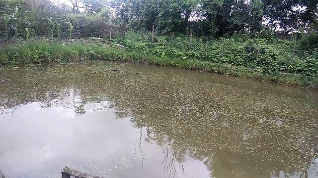 бесплатный корм для клариевого сома смотреть онлайн