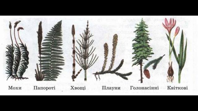 Загальна характеристика царства Рослини смотреть онлайн