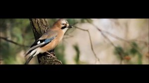 Голос Сойки..wmv