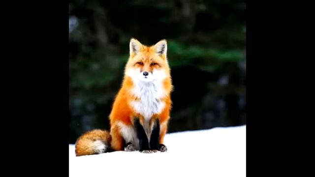 Красивые фото лисиц смотреть онлайн