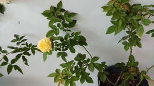Hoa hồng ngoại Jeri jenning rose ( ngày 19/05/2018)