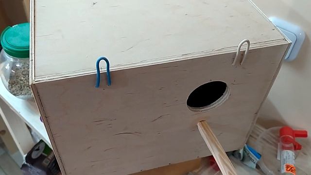 Разведение волнистых попугаев. Подготовка попугаев к размножению, установка домика смотреть онлайн