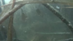 КРУПНЫЙ КАРАСЬ на ПОПЛАВОК в КАМЫШАХ