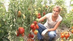Томат Дачные закрома