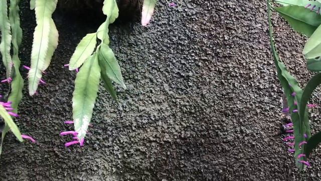 Pseudorhipsalis amazonica  Wittia amazonica  Disocactus amazonicus  Purple Rhapsalis