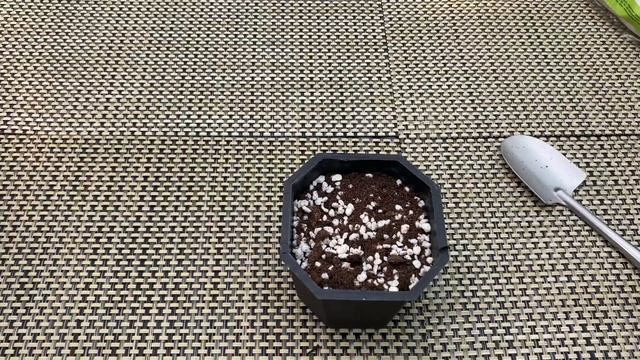 How to Grow Cactus from Seeds like a Pro смотреть онлайн