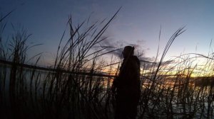 Открытие охоты на утку 2020 в Ярославской.