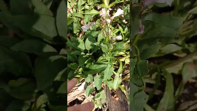 Identifying perennials by their flowers Husker Red Penstemon