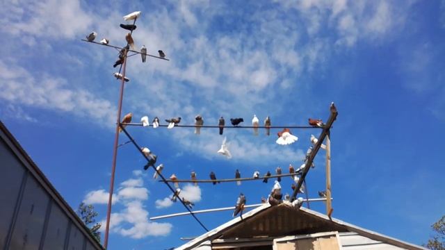 Голуби, Николаевские (Ардесы), г. Ставрополь, +79097646869 - Валера. Doves of Nikolayev (Ardes). смотреть онлайн