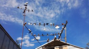 Голуби, Николаевские (Ардесы), г. Ставрополь, +79097646869 - Валера. Doves of Nikolayev (Ardes).