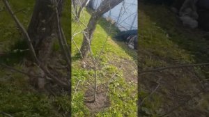 как сделать что бы яблони плодоносили практически каждый год ! причины плодоношения через год .