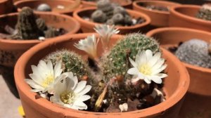 Rebutia Albiflora Another Very Rare Cactus