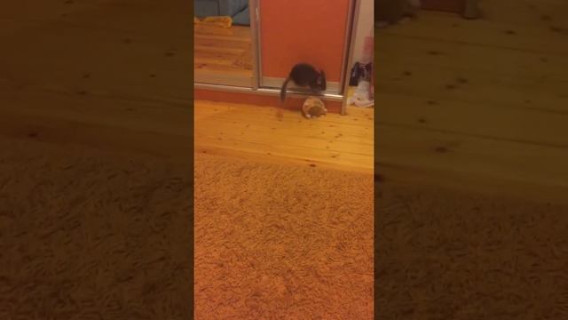 Шиншилла играет с игрушкой / chinchilla play with toy