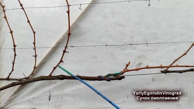 ? Как ОМОЛОДИТЬ / ВОССТАНОВИТЬ СТАРЫЙ куст или рукав винограда. Сучок омоложения / восстановления. смотреть онлайн