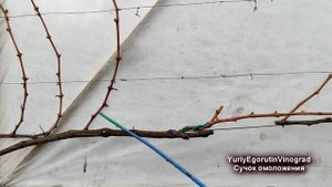 ? Как ОМОЛОДИТЬ / ВОССТАНОВИТЬ СТАРЫЙ куст или рукав винограда.  Сучок омоложения / восстановления.