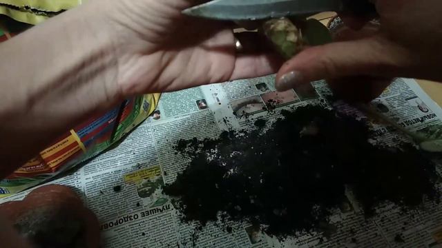 34. Укоренение головы фиалки. Оновлення дорослої фіалки смотреть онлайн