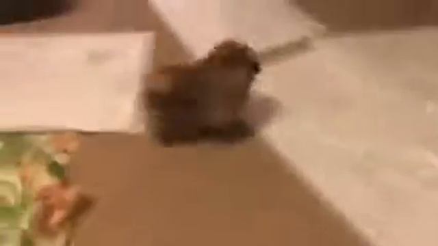 Щенок померанского шпица "Ралли" играет