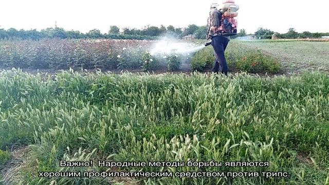 Трипсы на розах — как избавиться от паразитов смотреть онлайн